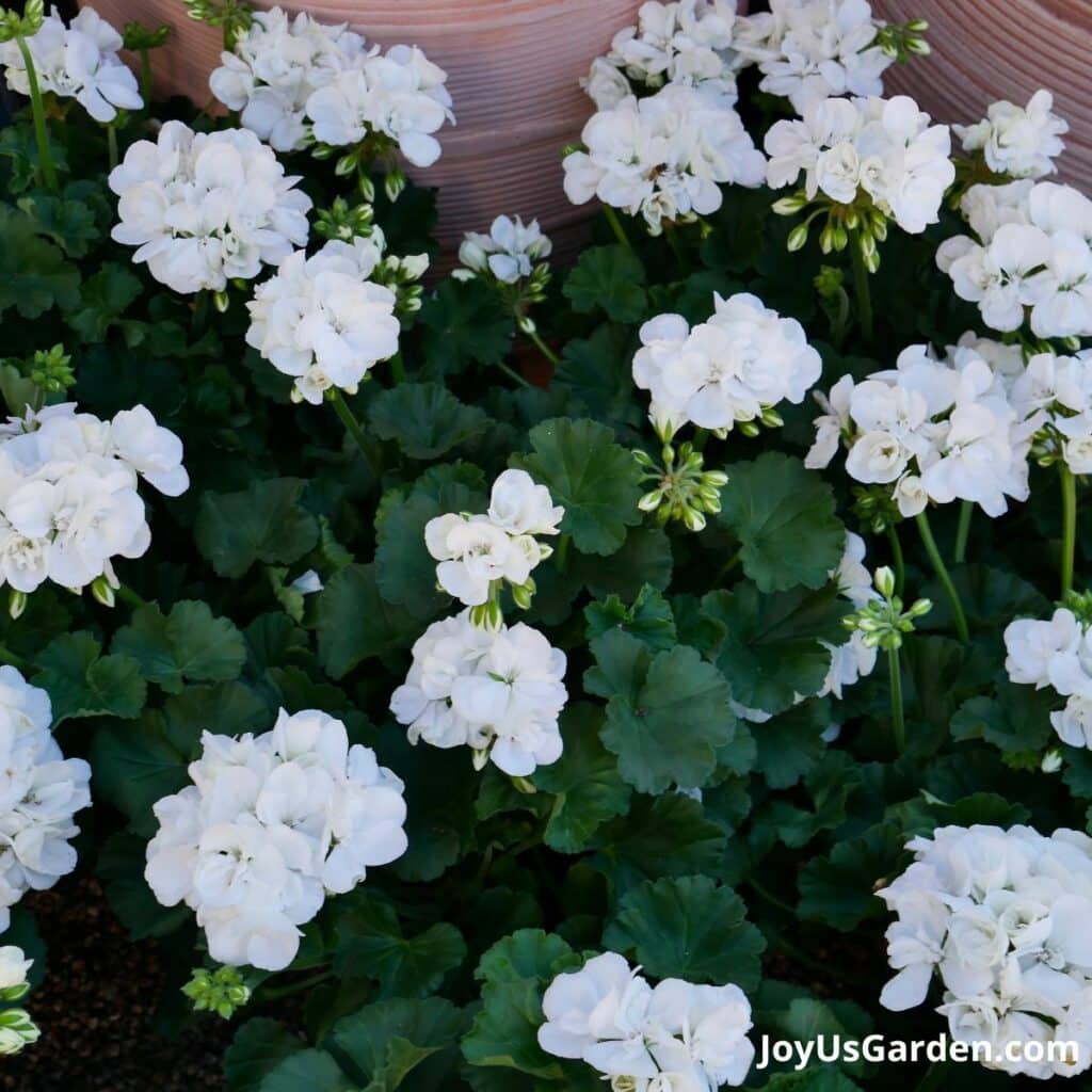 White geraniums growing in a nursery are flowering. 