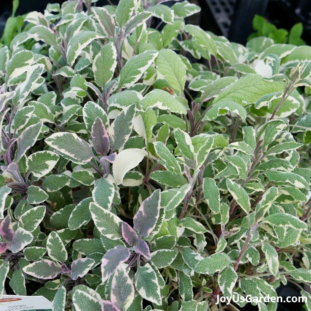 Close up of the leaves of a white, purple and green colored sage growing outdoors.