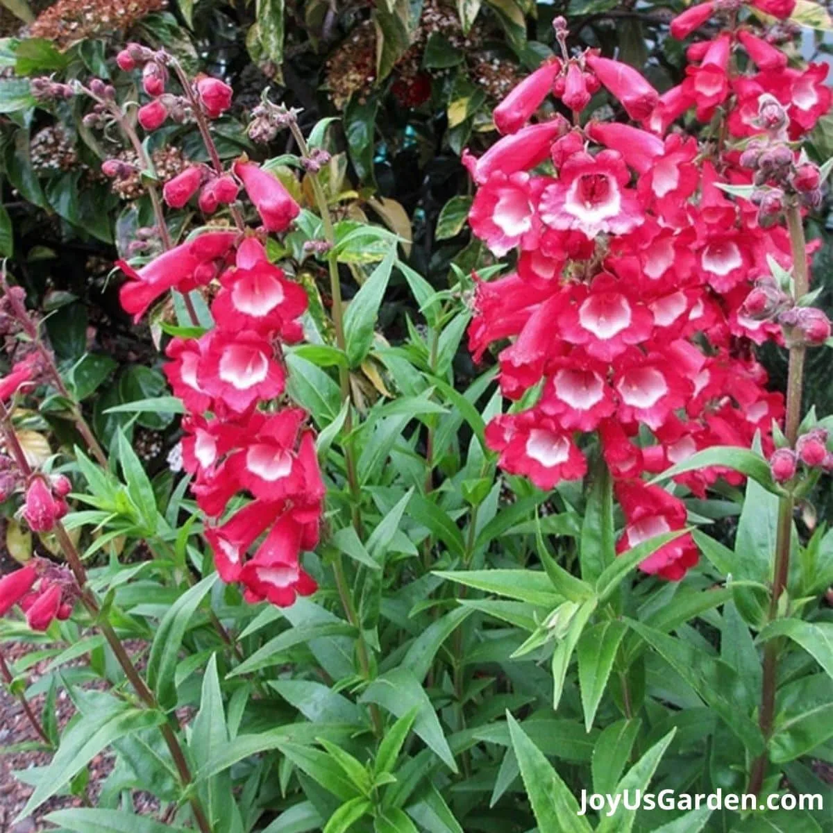 Penstemons growing in a garden are flowering. The flower is a pinkish red color.