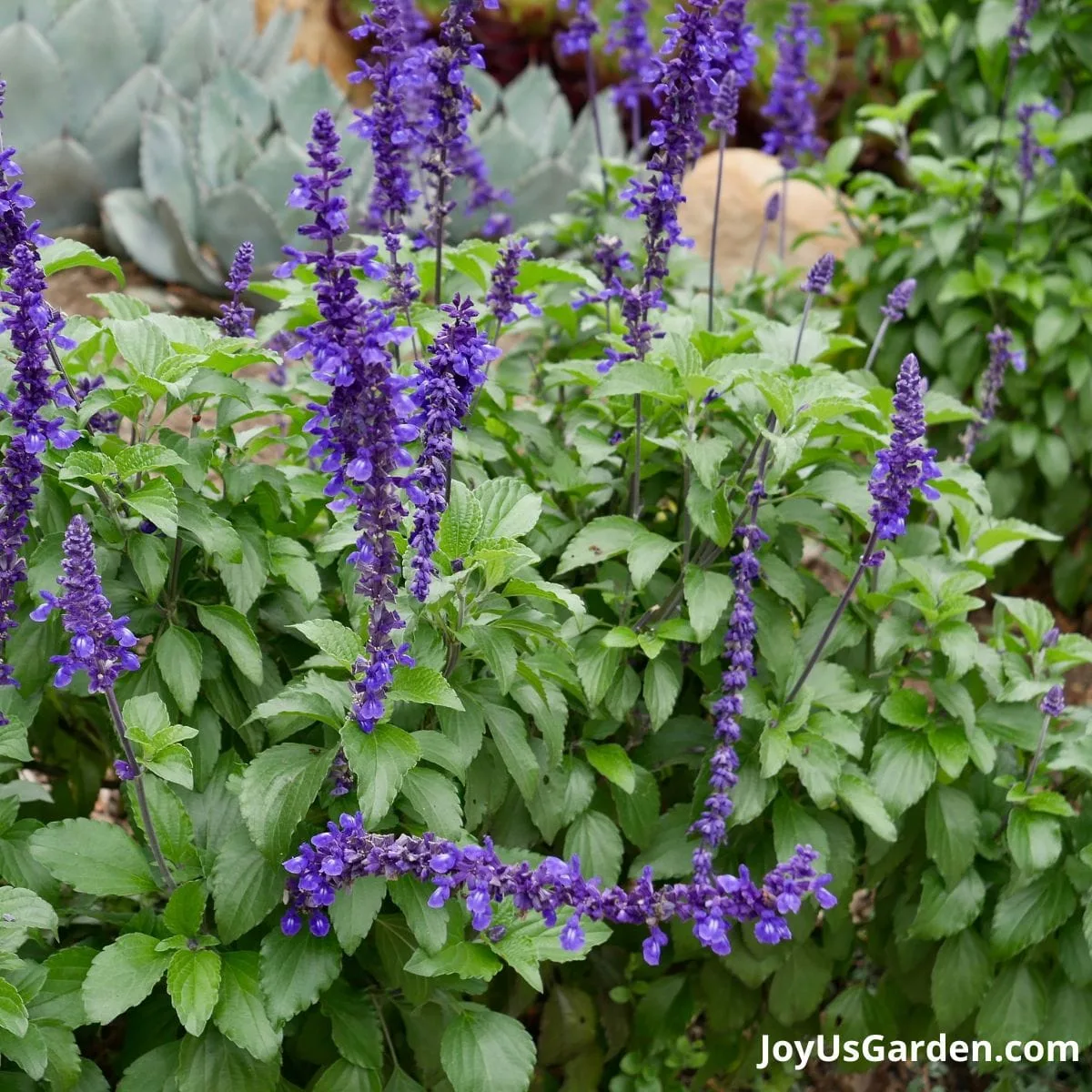 Salvia growing in a garden are flowering. The flower is a purple color. Agaves growing the background.