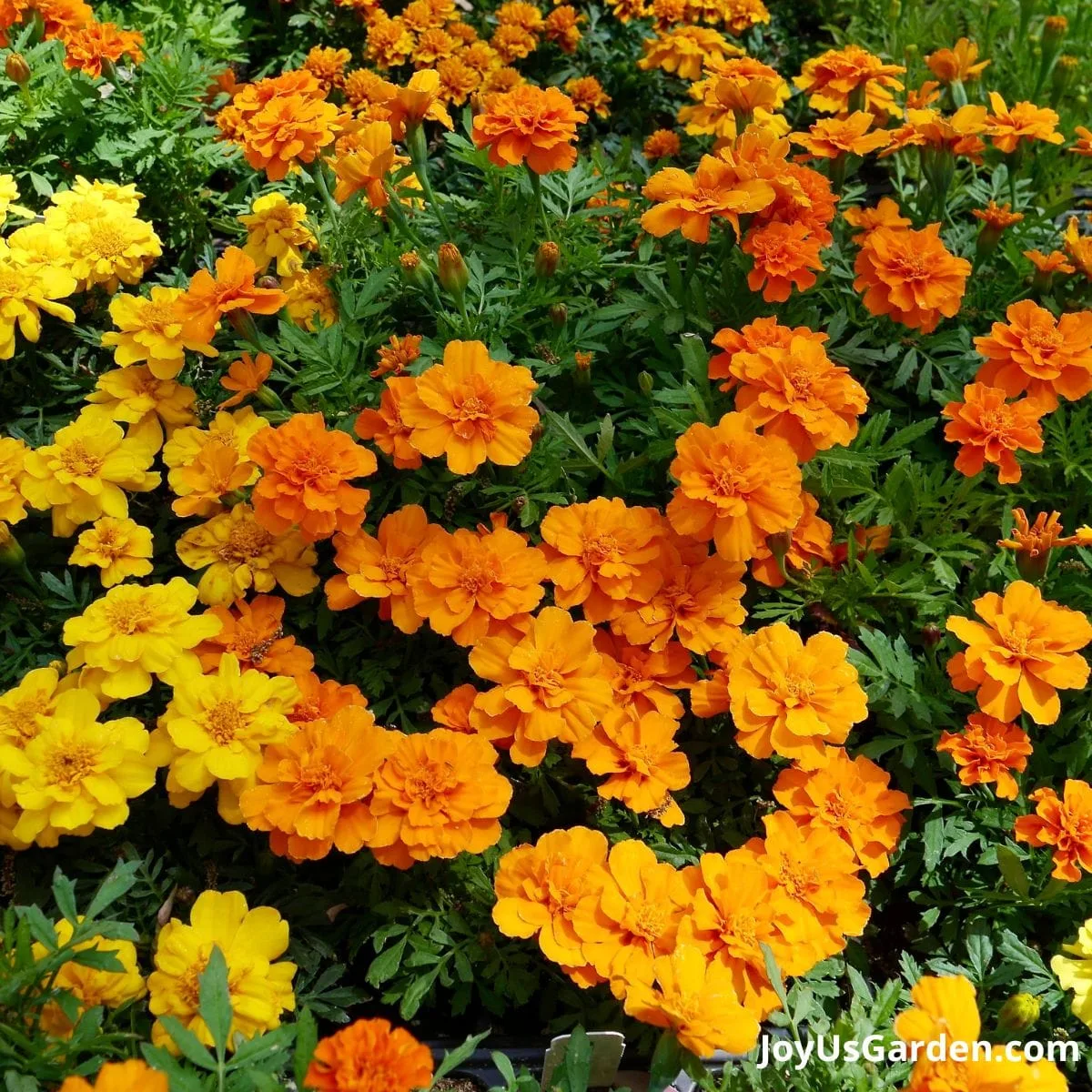 Marigolds growing in a nursery are flowering. The flower are an orange and yellow color.
