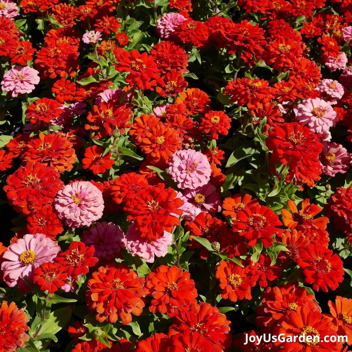 Marigolds growing in a garden are flowering. The flower are an red and pink color.