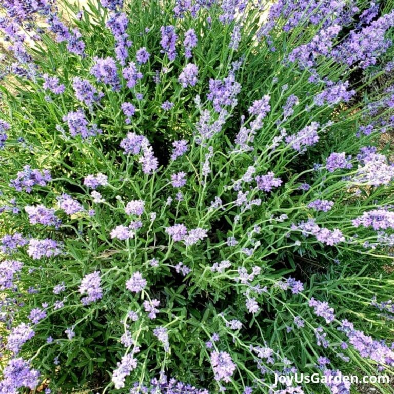 Rosemary Companion Plants A Planting Companions Guide