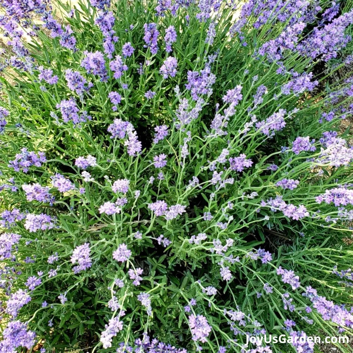 Looking down at the purple blooms of a lavender plant.