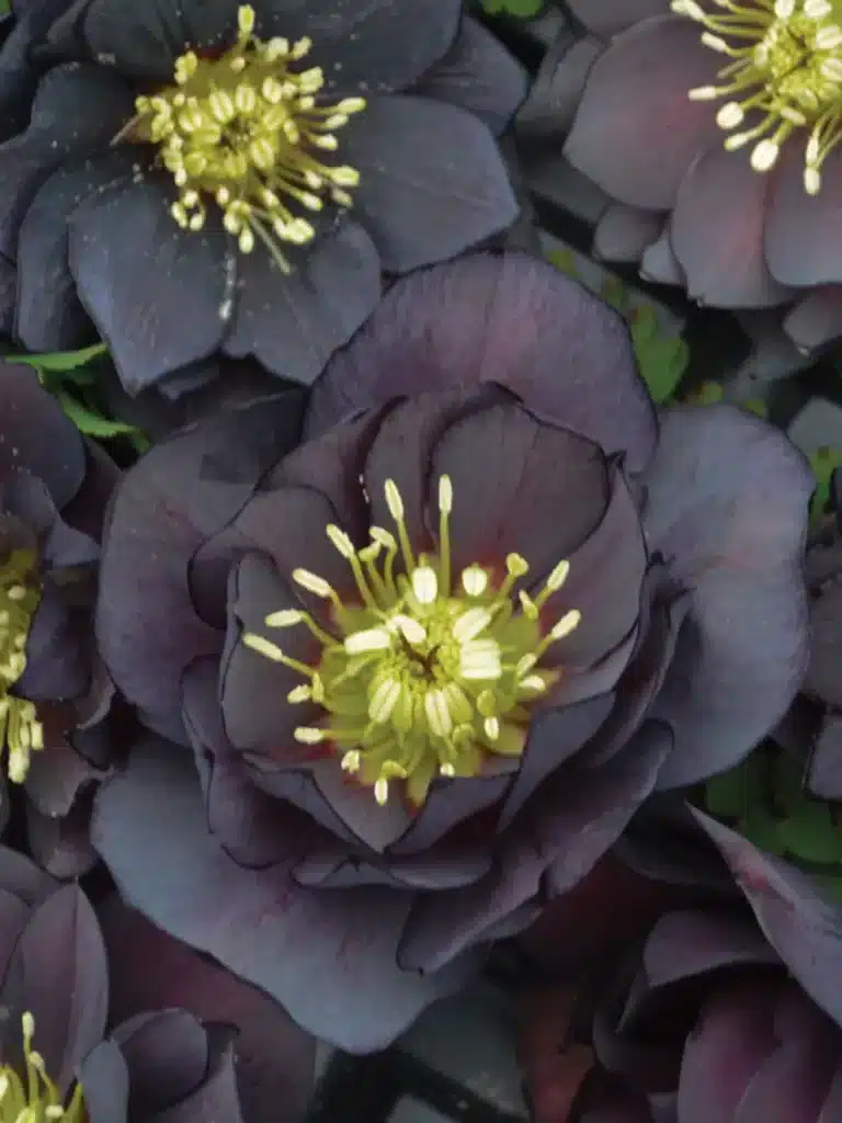 Hellebore, Wedding Party® Dark and Handsome flowers up close. 