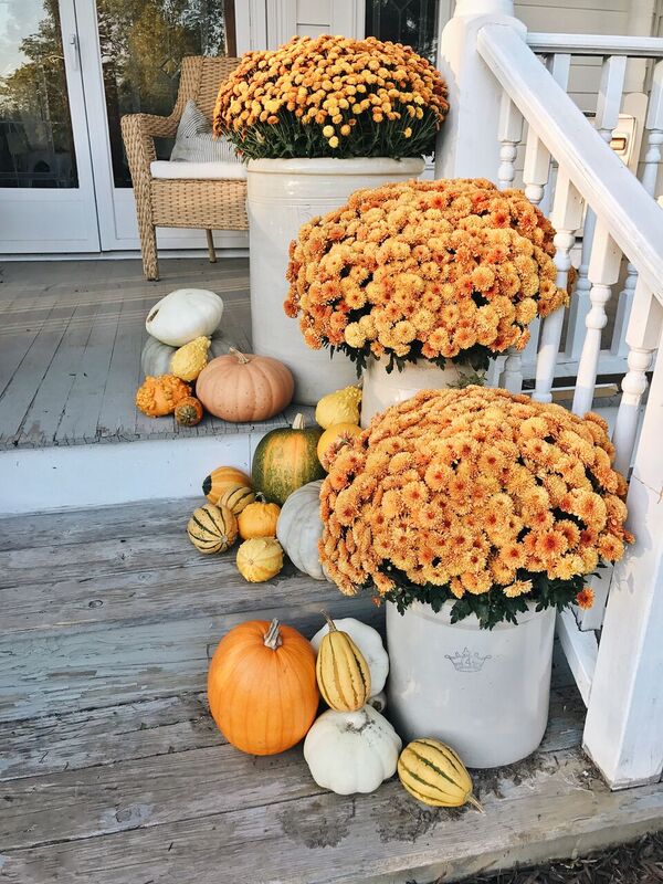 Large large orange mums in crocks line the steps of a house for fall with an assortment of pumpkins at the base.