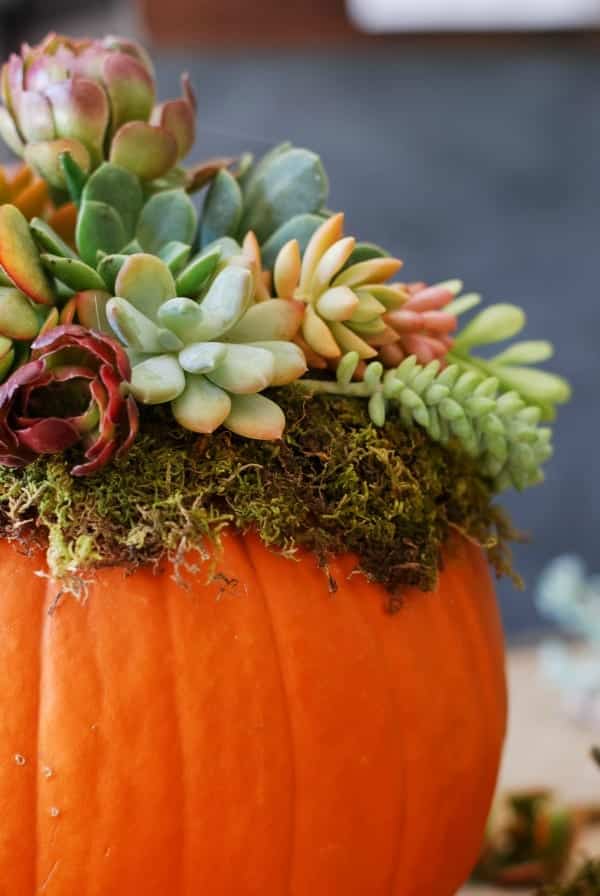 Close up of an orange pumpkin adorned with different types of succulent stems.