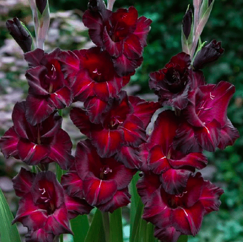 Gladiolus black star in bloom outdoors in a garden.