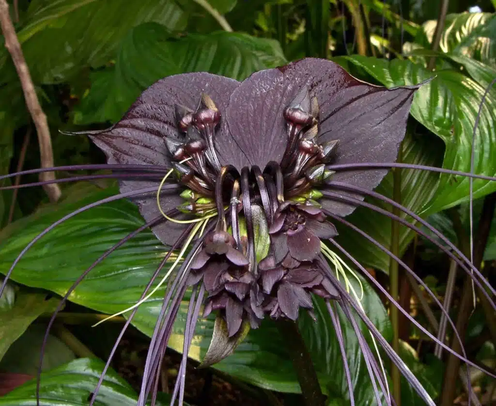 Bat flower in bloom, close up photo of flower.