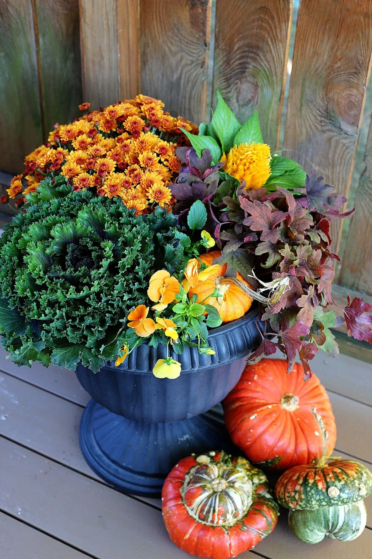 A fall planting in a black urn holds kale, heucera, viola, celosia, 7 a mum. decorative squashes sit at the base.