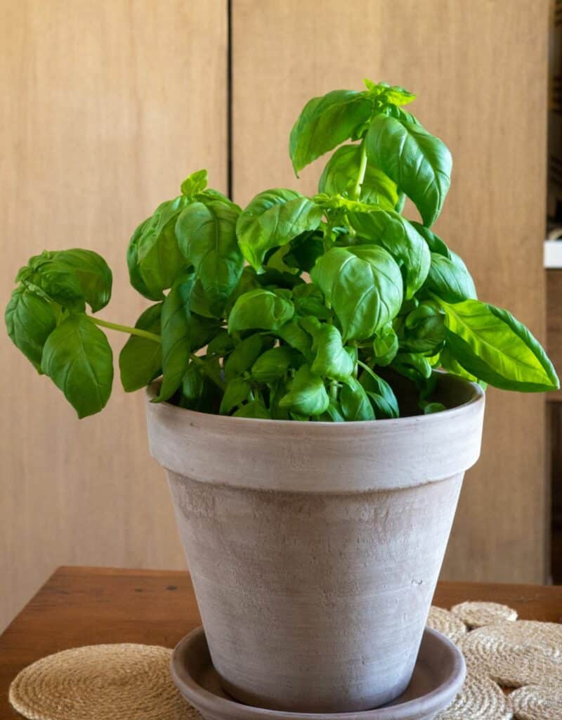 A basil plant grows in a tan clay pot with a saucer on a table. The text reads joyusgarden.com.