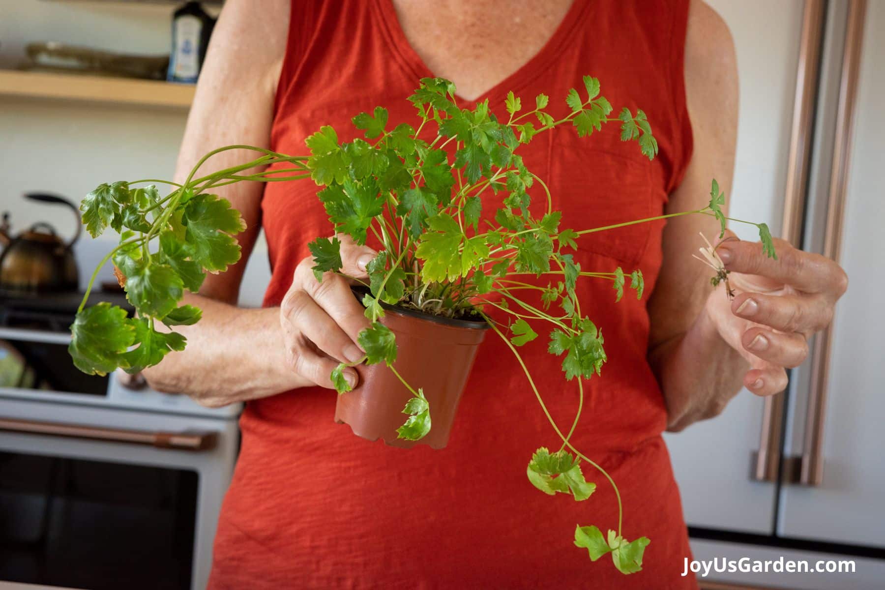 Woman in red top is holding an ailing parsley plant indoors in brightly lit kitchen.