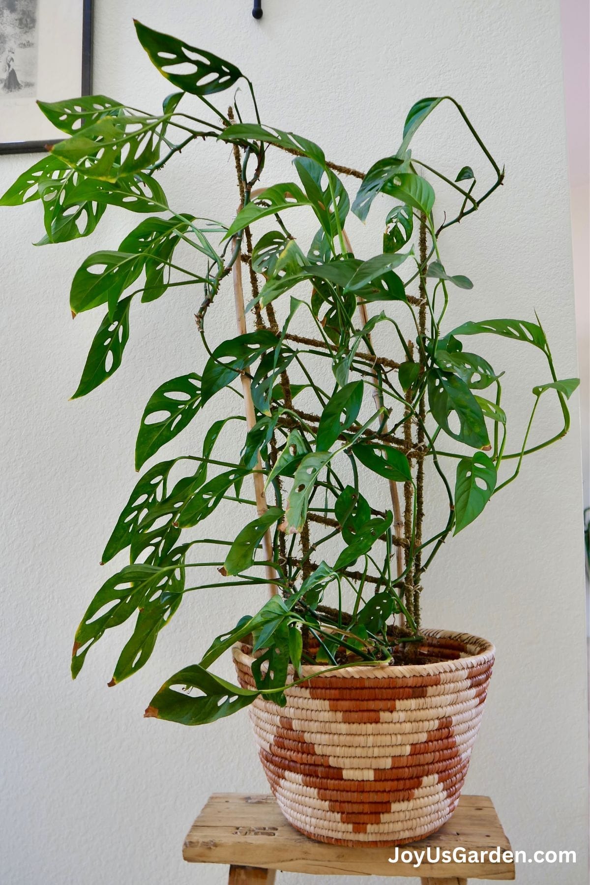 Monstera Adansonii growing indoors in a basket weave plant pot, sitting atop a stool and growing on moss pole.