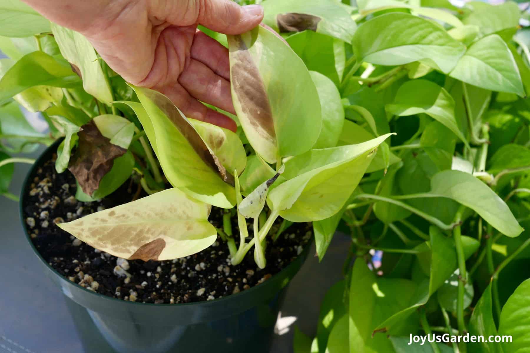 Hand shown holding the burnt leaf on a Neon pothos growing in a grow pot.