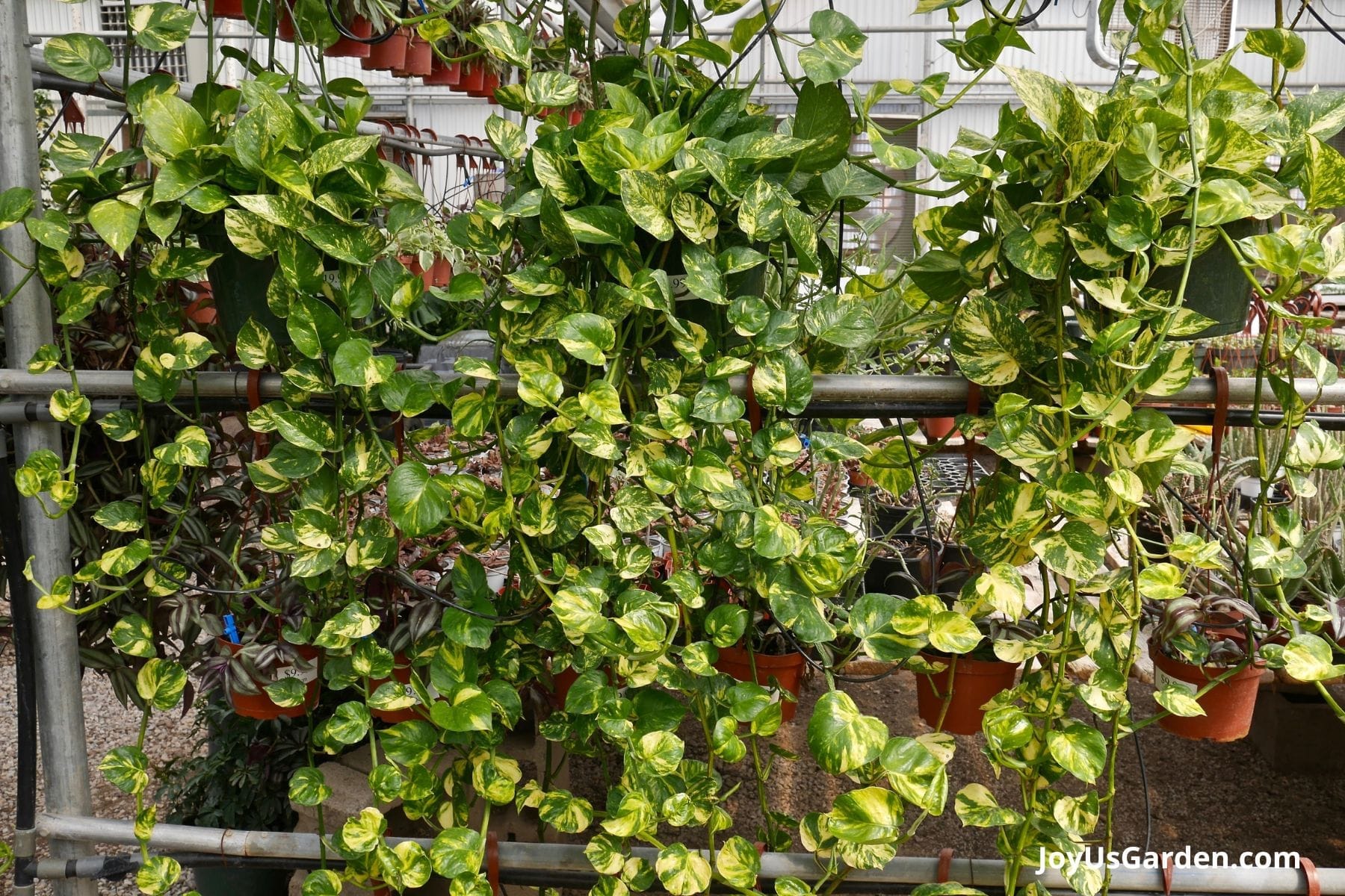 Golden Pothos grow indoors in a greenhouse in hanging baskets.