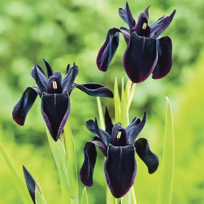 Close up of a black siberian iris flower.