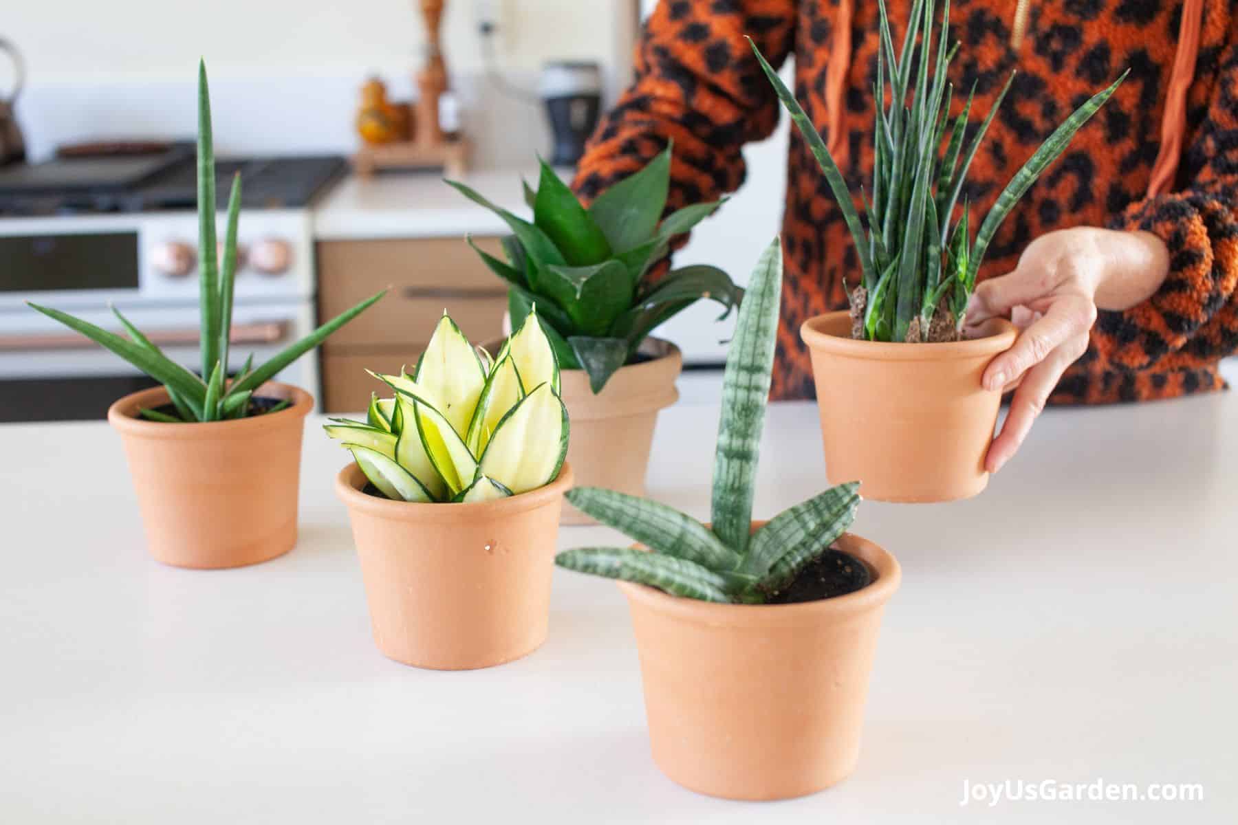 Snake Plant Care: How to Grow this Diehard Houseplant