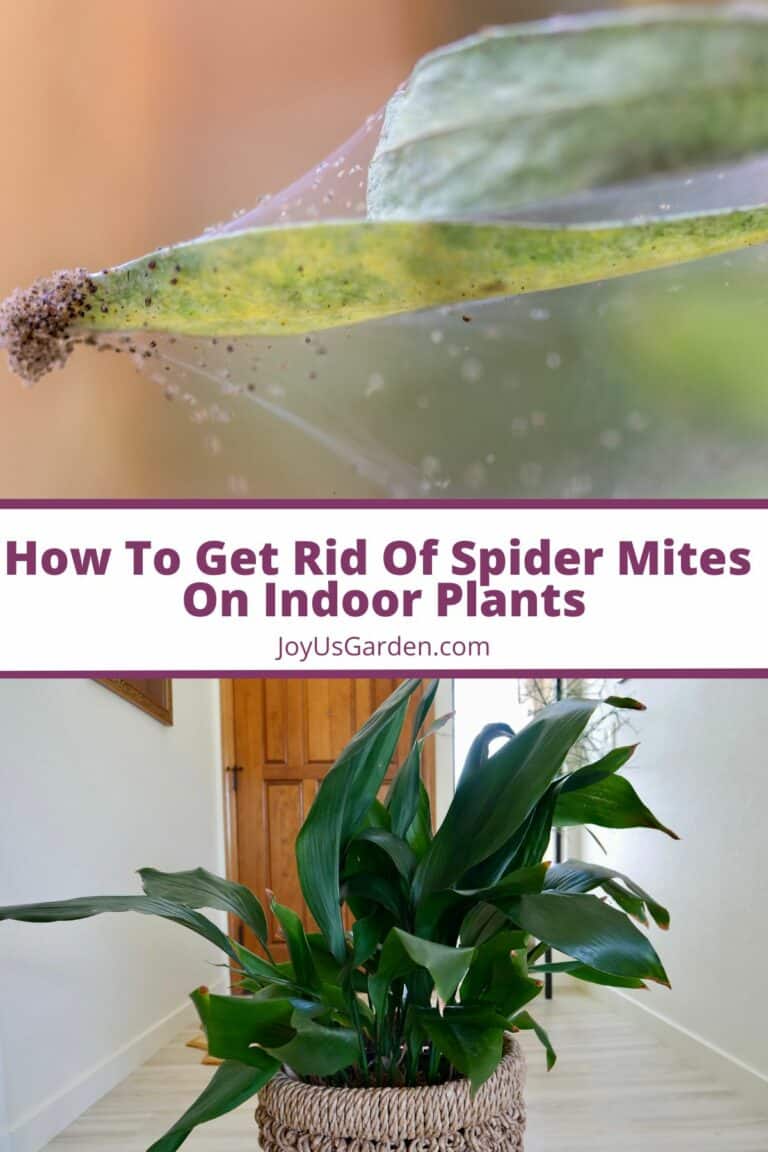 How To Get Rid Of Spider Mites On Indoor Plants