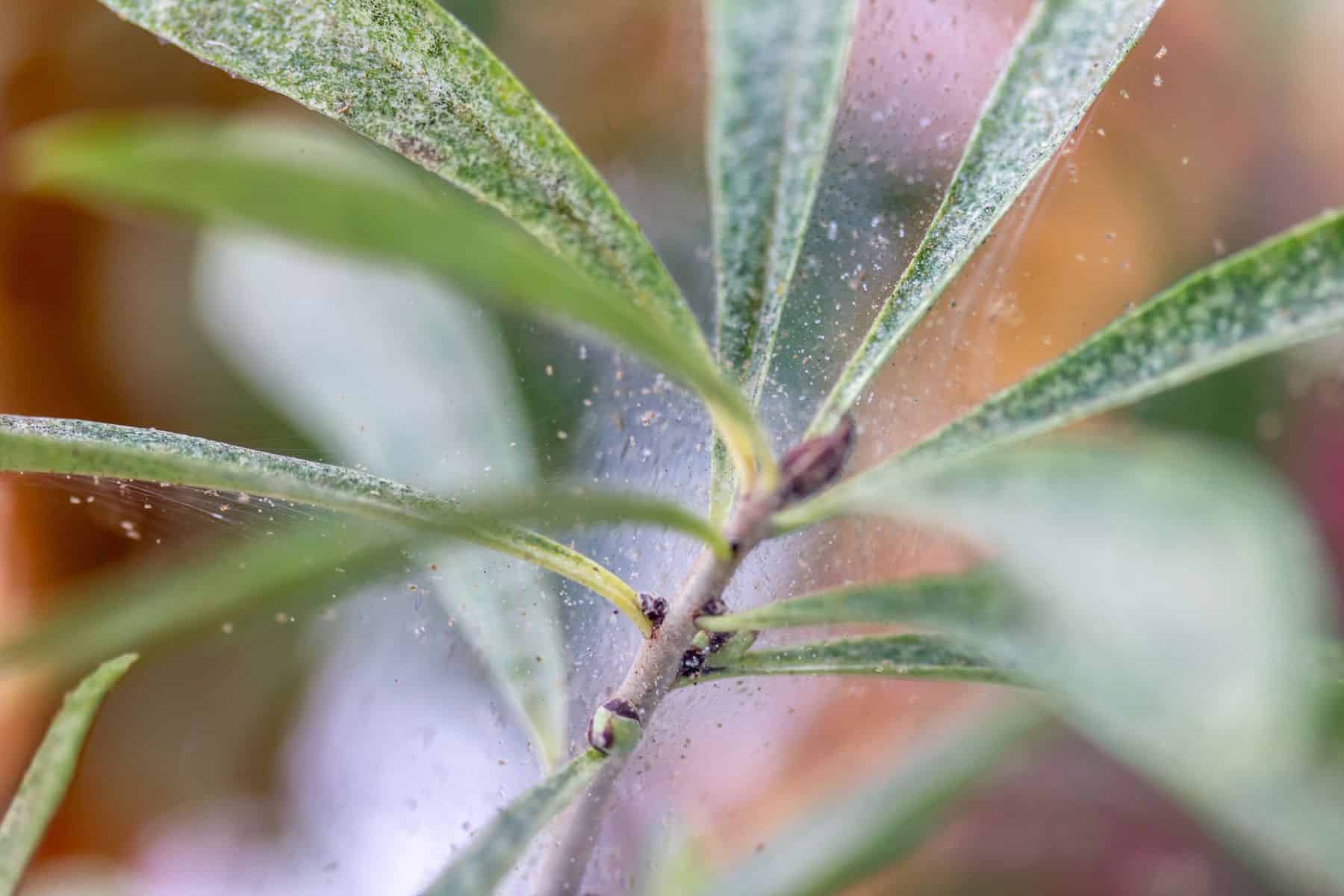 Spider mite webbing shown on an infested plant, photo credit Shutterstock.