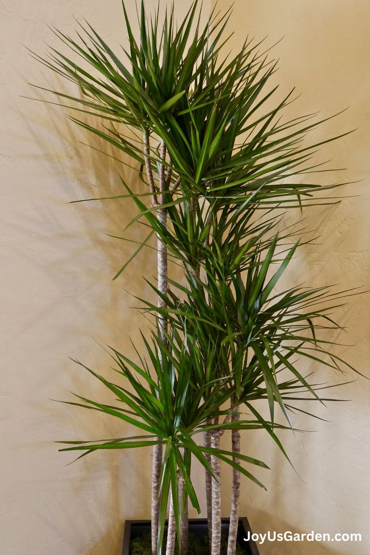 Dracaena Marginata growing indoors in corner of a house.