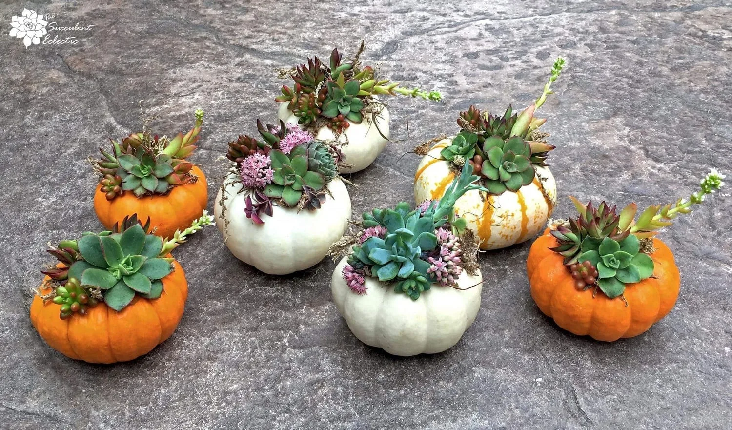 3 orange mini pumkins & 3 white mini pumkins are decorated on top with succulent cuttings.