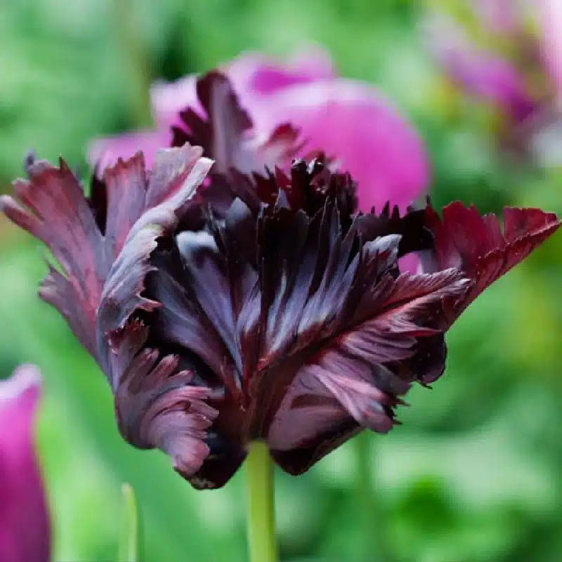 16 (Almost) Black Flowers for Your Garden