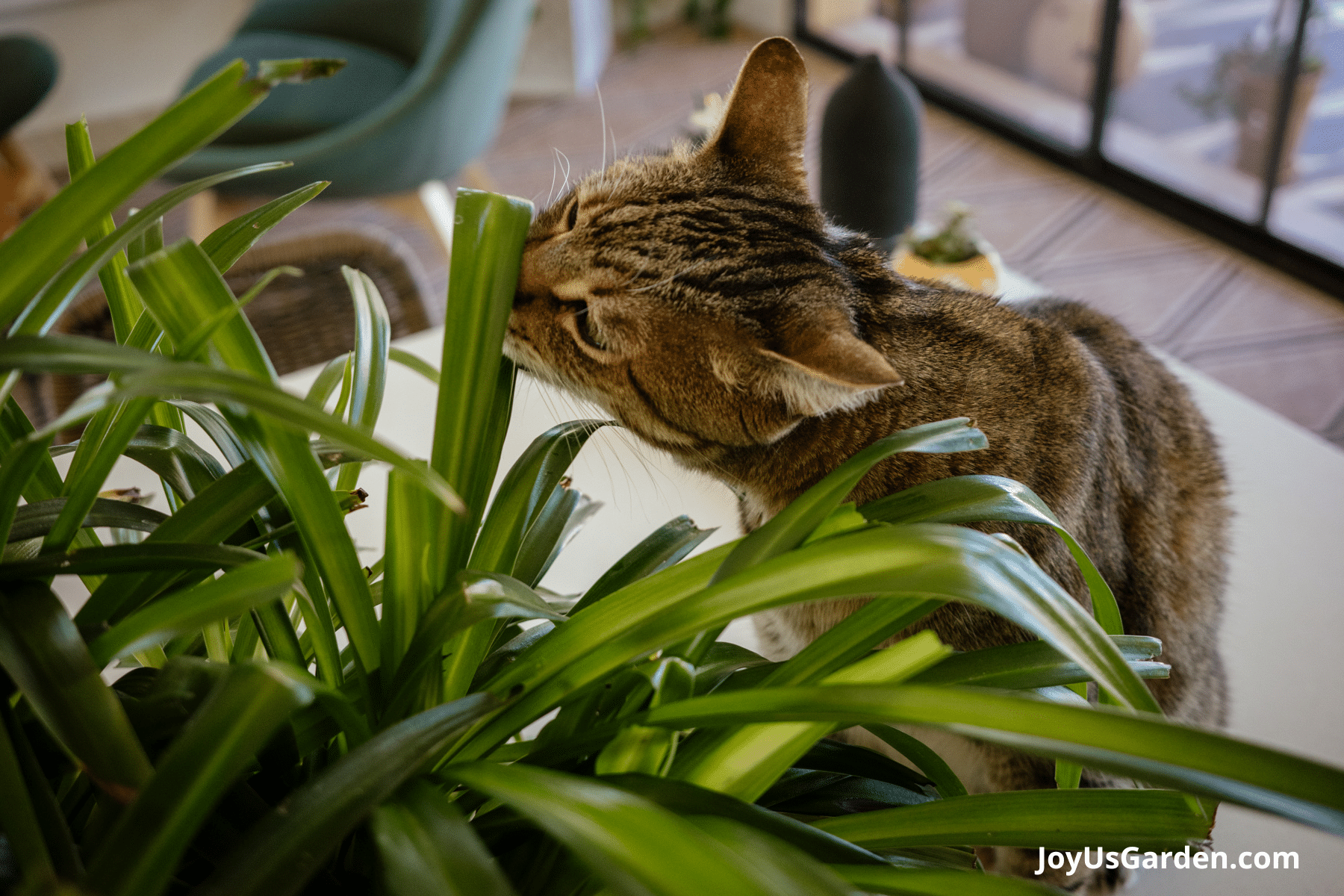 Cat sniffs on the leaves of a spider plant sitting on a kitchen counter. 