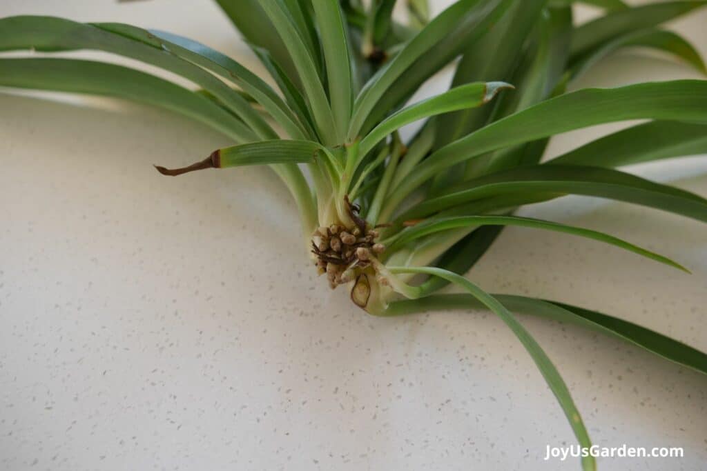 Close up a spider plant baby on a kitchen counter.