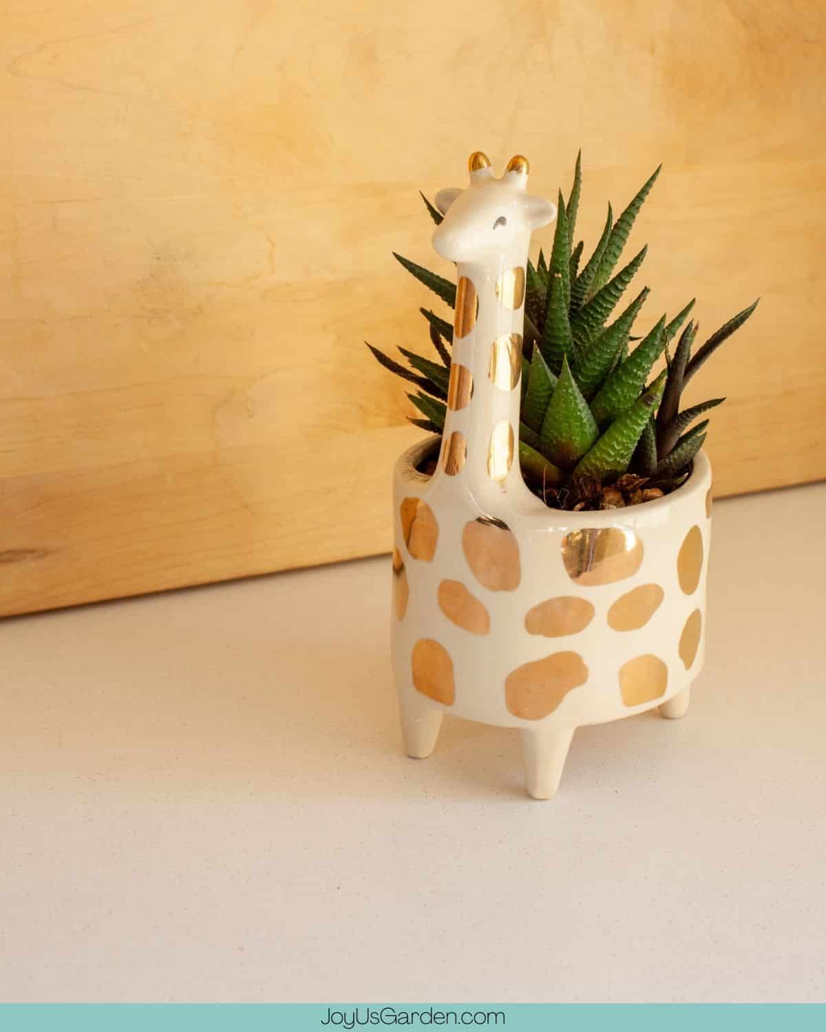 A zebra ceramic pot in white & gold with a haworthia succulent in it. 