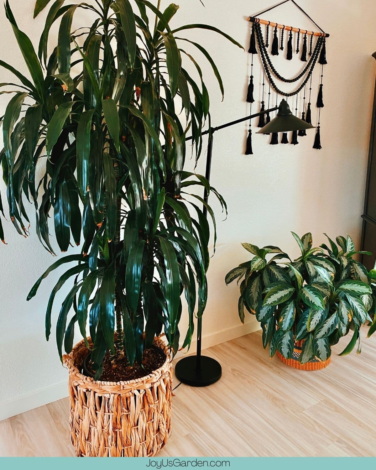 Two houseplants displayed on the floor in large baskets with a lamp & a wall hanging.