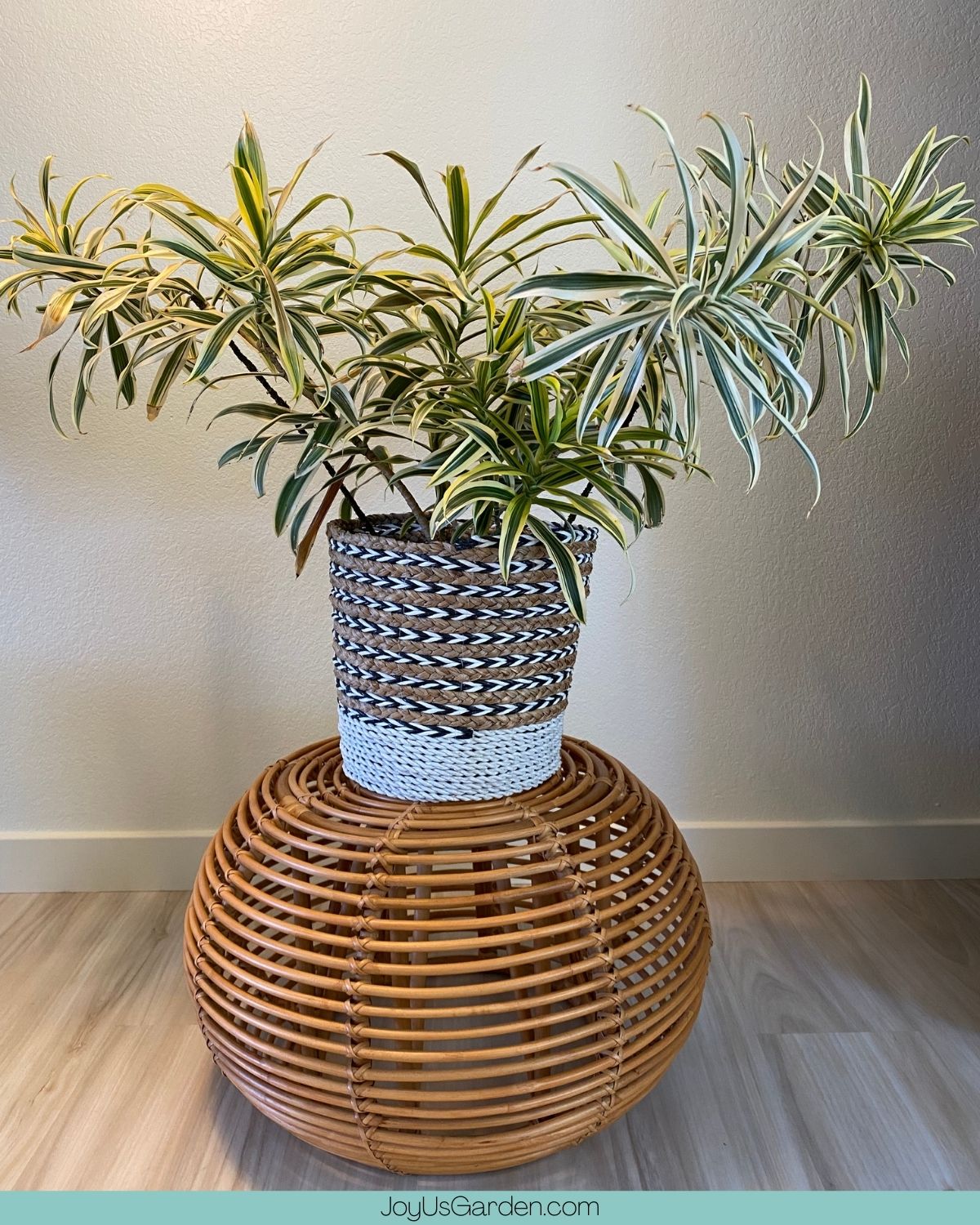 A variegated houseplant in a rope basket placed on top of a java rattan ottoman.