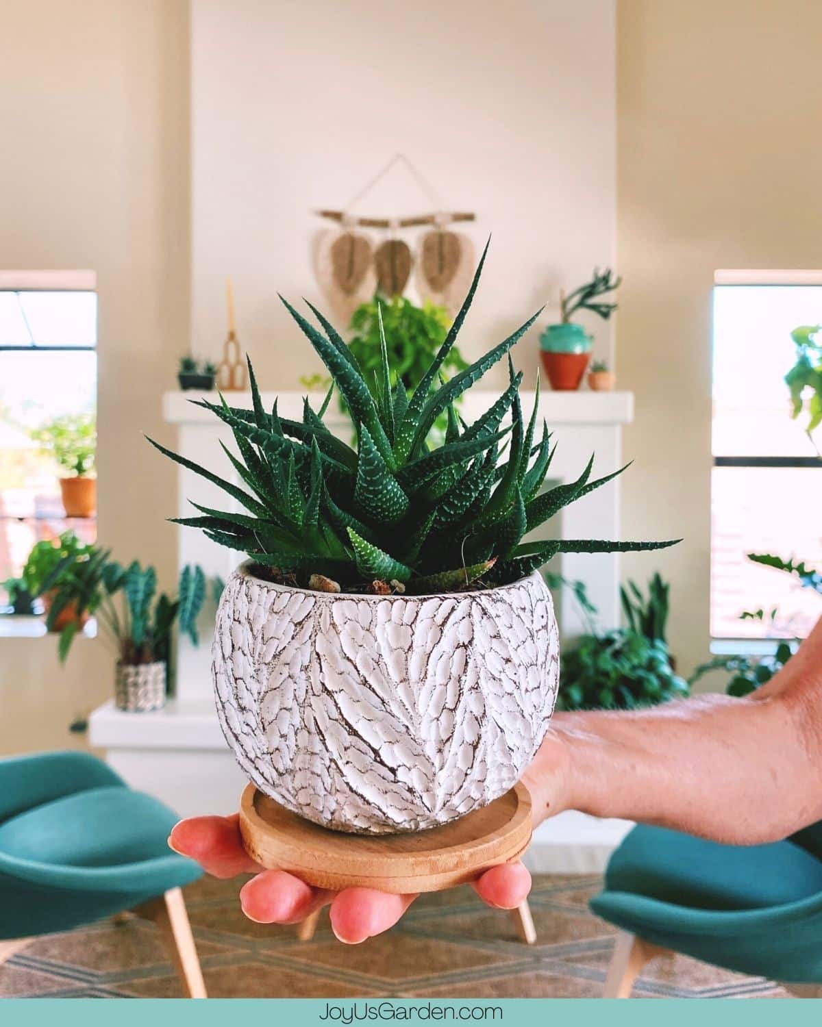 A hand holds a Zebra Plant in a small cement pot with many plants in the background.