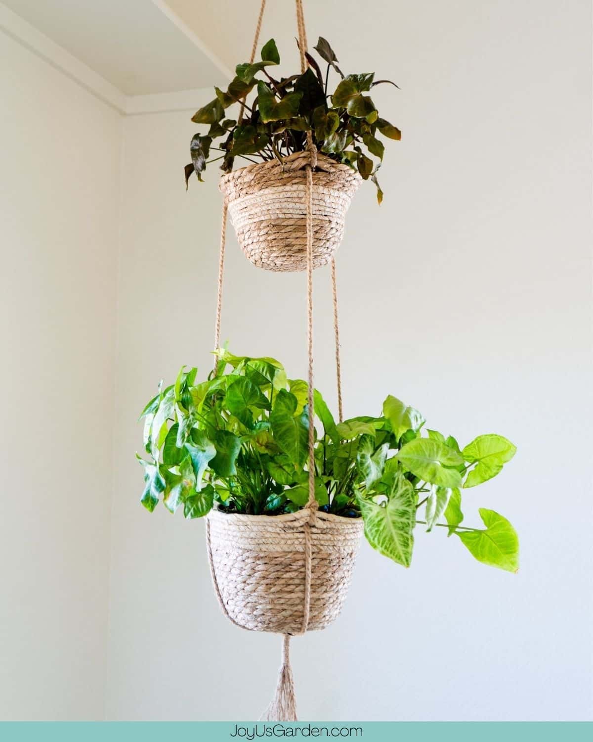 Two houseplants hanging from the ceiling in a double rope basket.