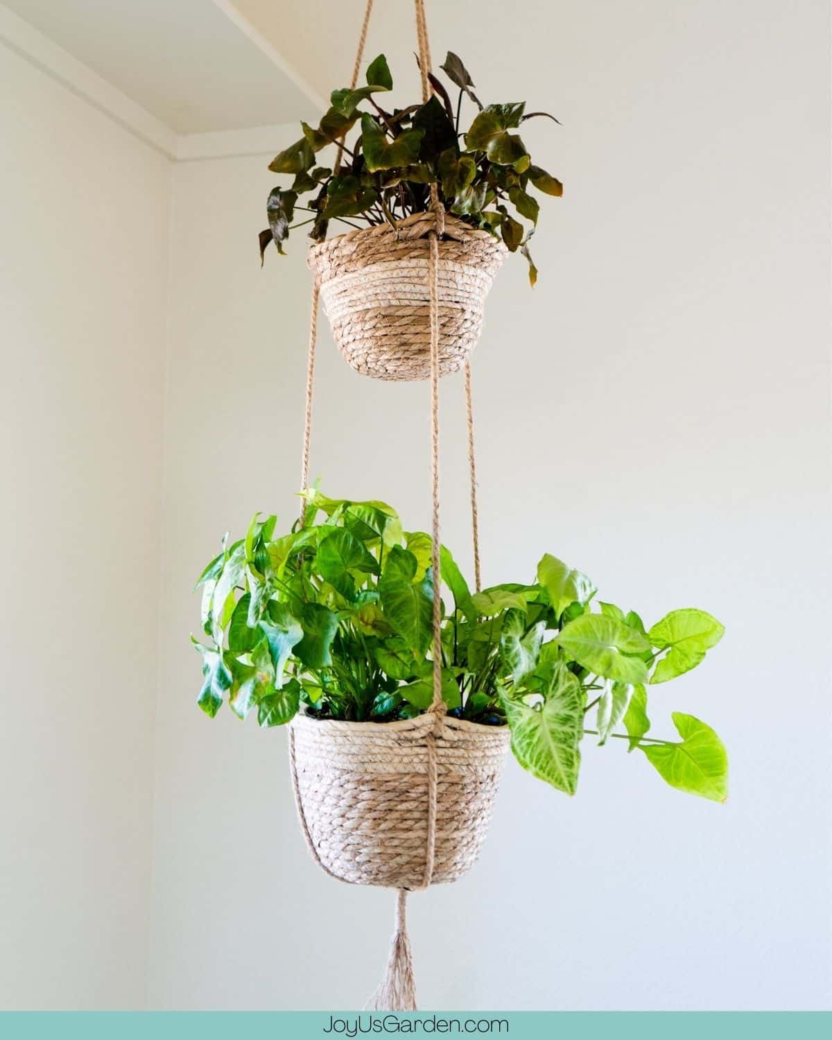 Double Pot your Houseplants - Laidback Gardener