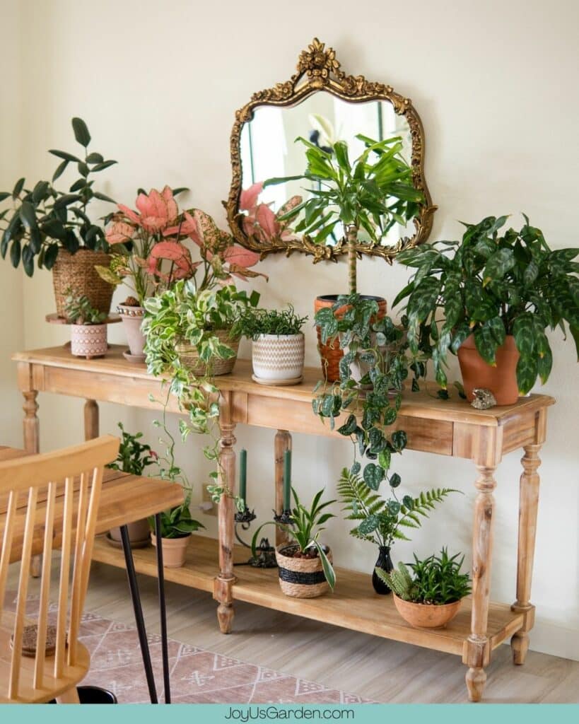 houseplant collection displayed on a wide wooden console table