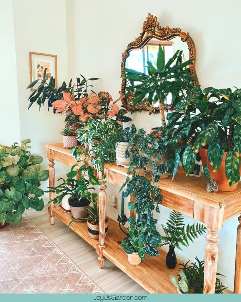 2 photos showing a houseplant collection displayed on a wide wooden console table with 2 different angles.