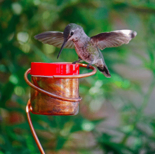 Hummingbird drinks out of a copper hummingbird feeder from Etsy.