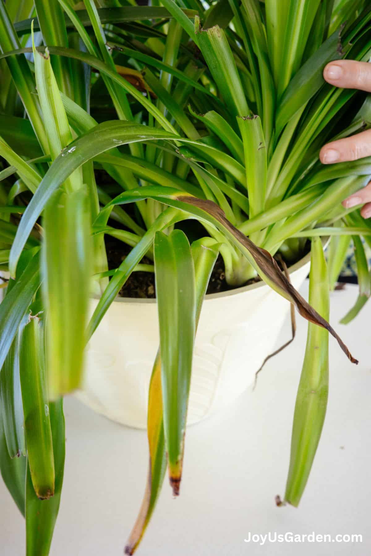 Are Spider Plants Toxic to Cats?