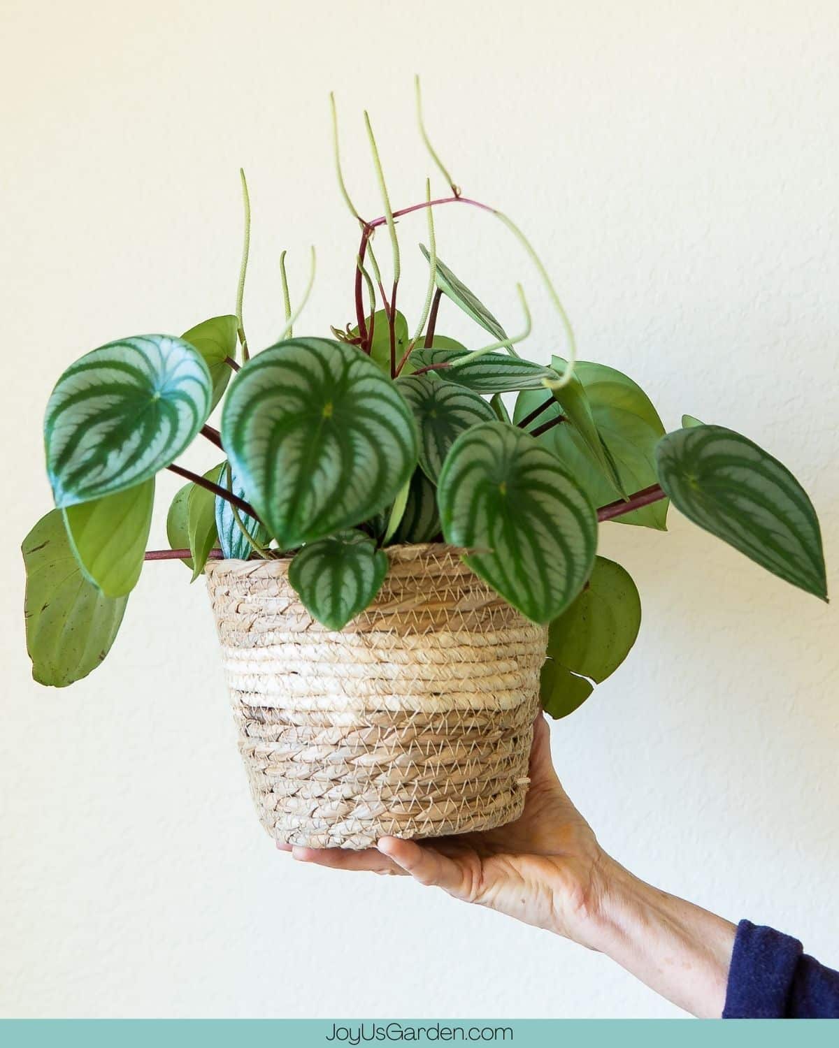 A hand holds a watermelon peperomia in a small rope plant basket.