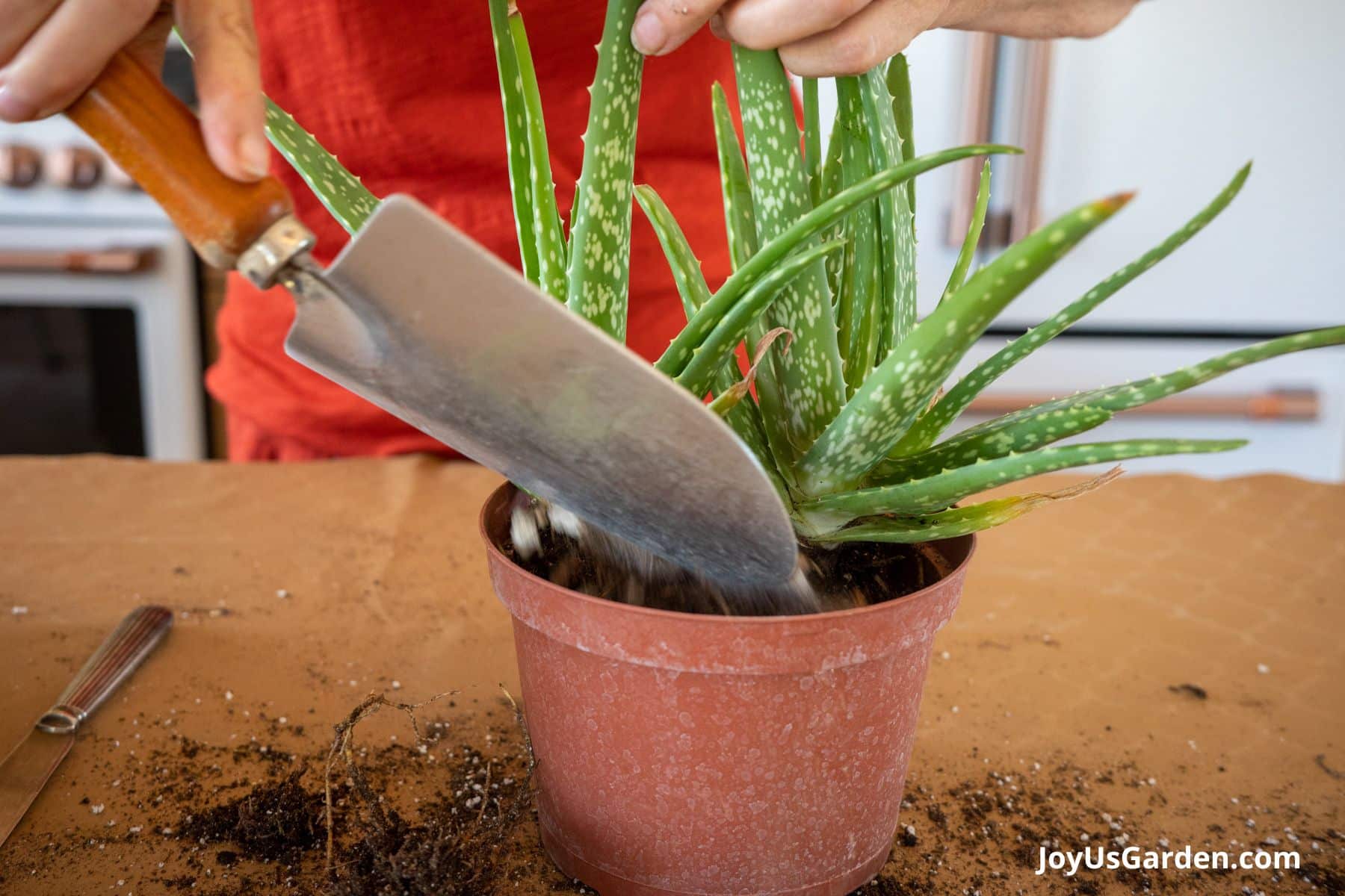 Aloe vera being planted into an orange plastic pot with a trowel in the foreground.