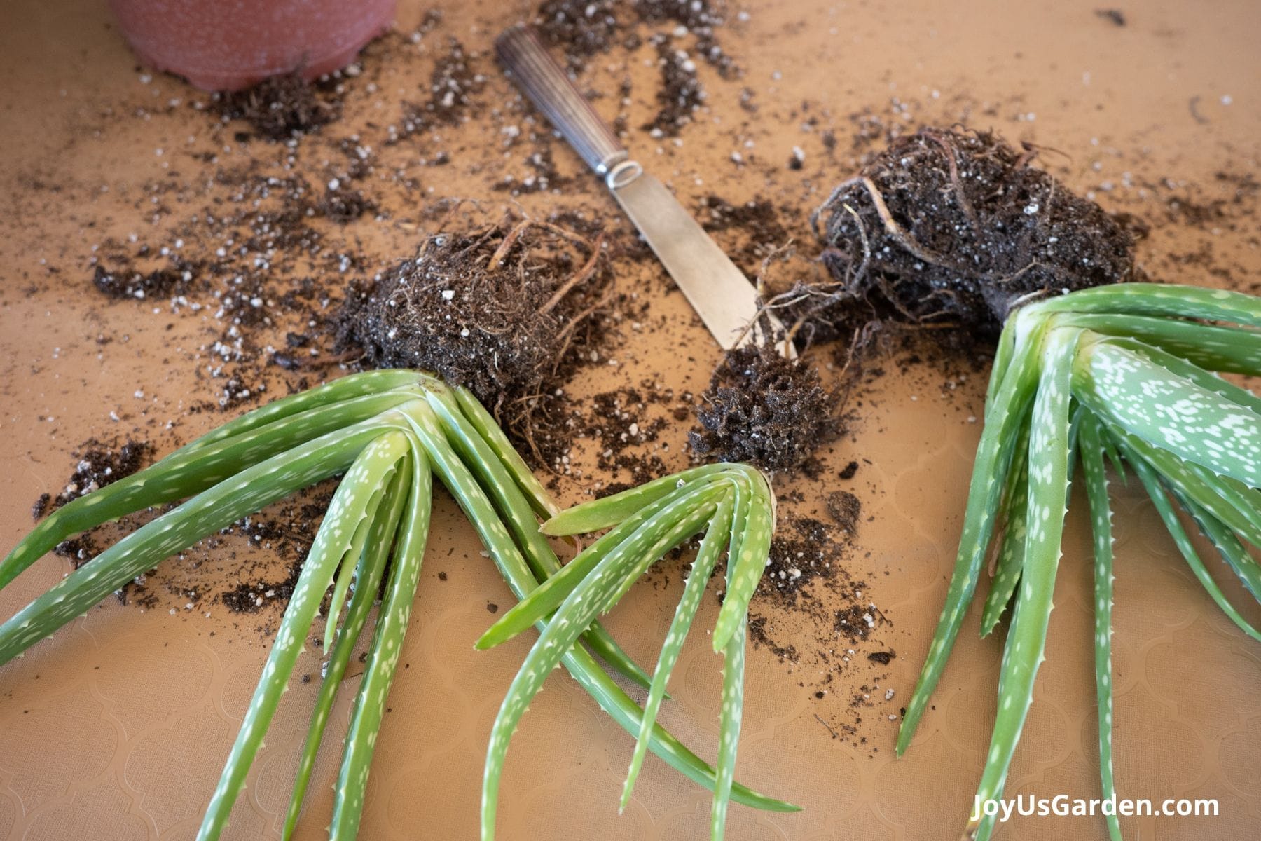 3 Aloe vera pups with exposed roots lay on a table with a silver knife in the background.