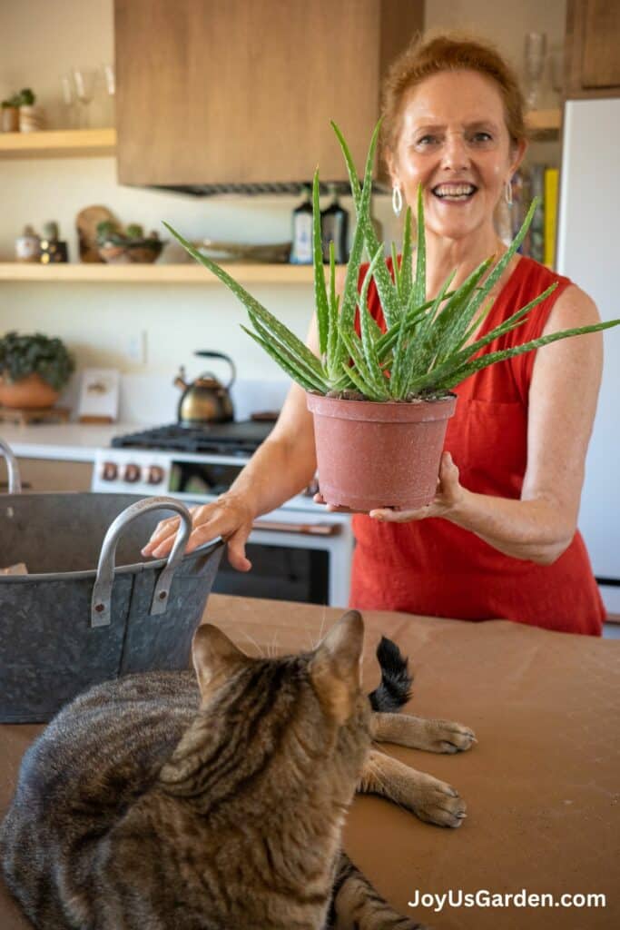 A woman in an orange top holds an aloe ver plant with a bin of soil nearby & a tabby cat in the foreground. The text reads joyusgarden.com.