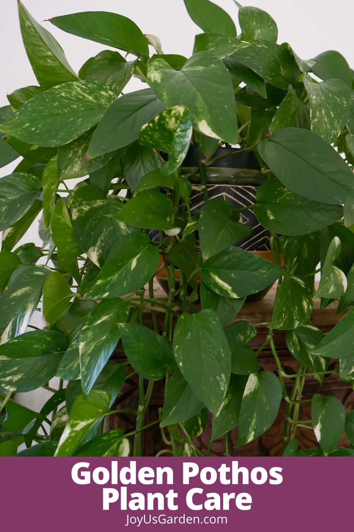 Golden pothos sits atop a bookcase text reads golden pothos plant care joyusgarden.com.