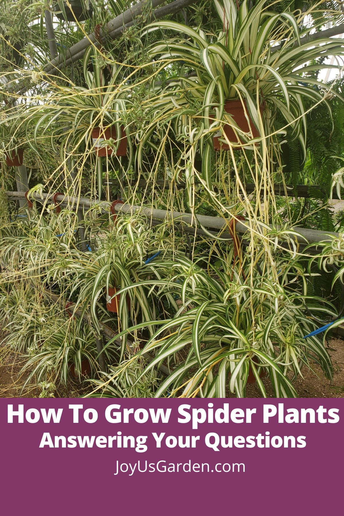 How to Grow & Care for Spider Plant (Airplane Plant)