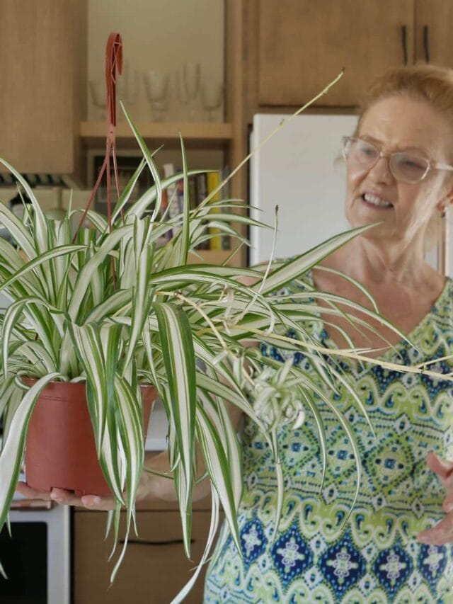 Spider Plant: Commonly Asked Questions