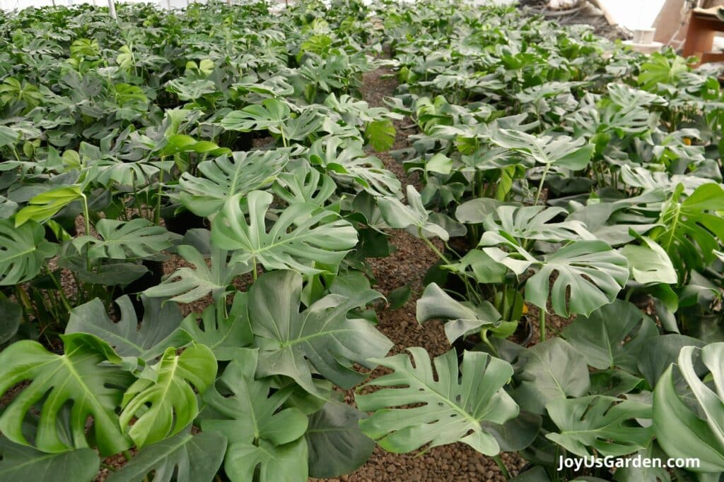 Greenhouse plant nursery growing monstera deliciosa plants. 