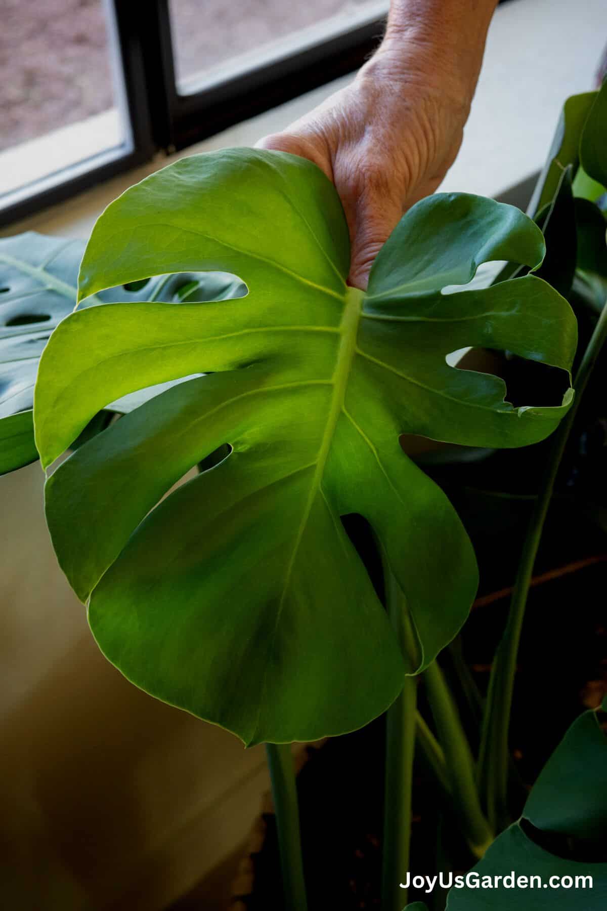 Womans hand shown holding the new leaf on a monstera. 