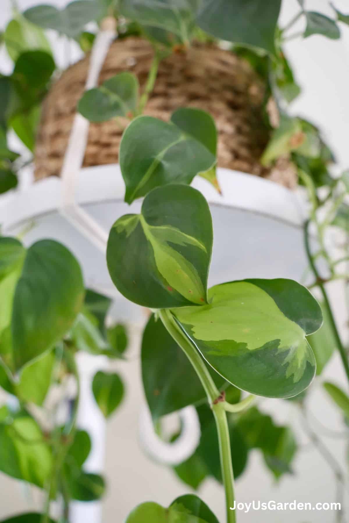 https://www.joyusgarden.com/wp-content/uploads/2023/09/philodendron-brasil-Watermark-1200-x-1800-3.jpg