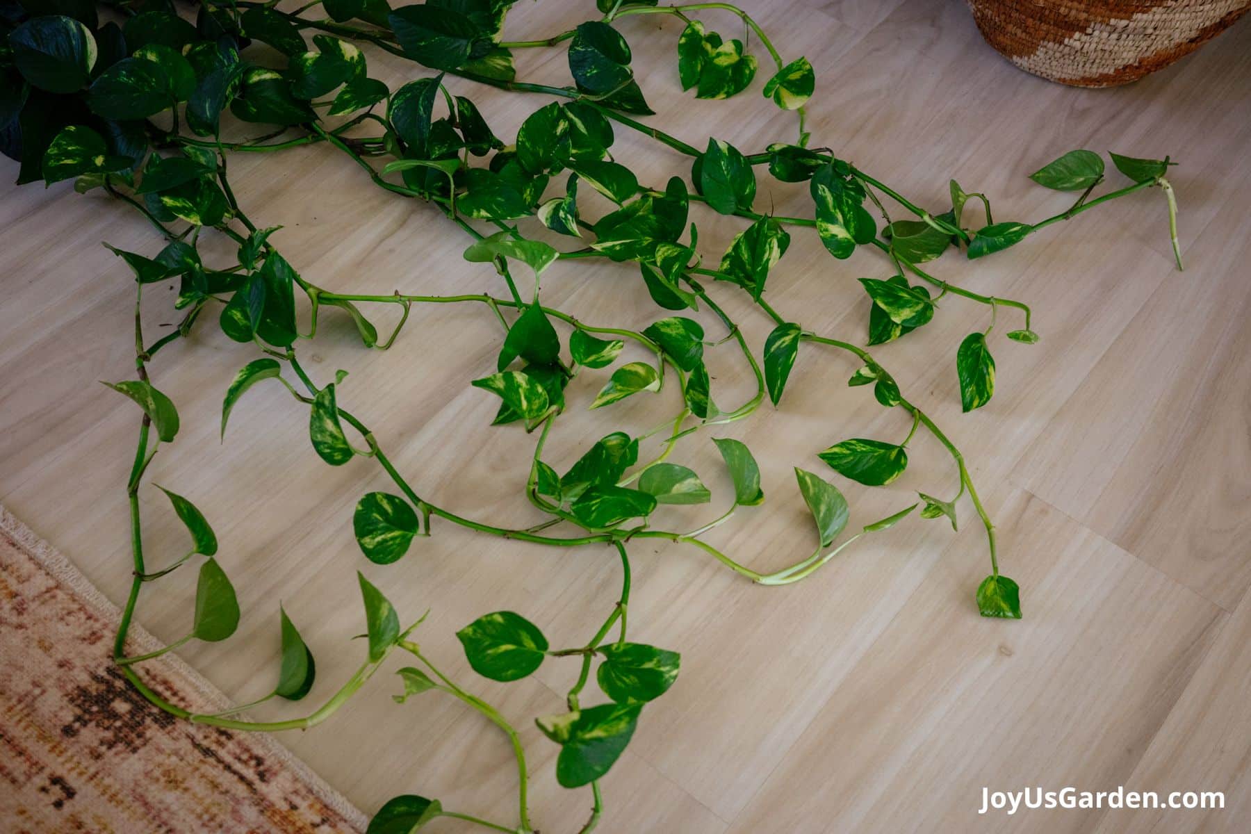 Golden pothos trails extend to the floor, plant growing indoors.