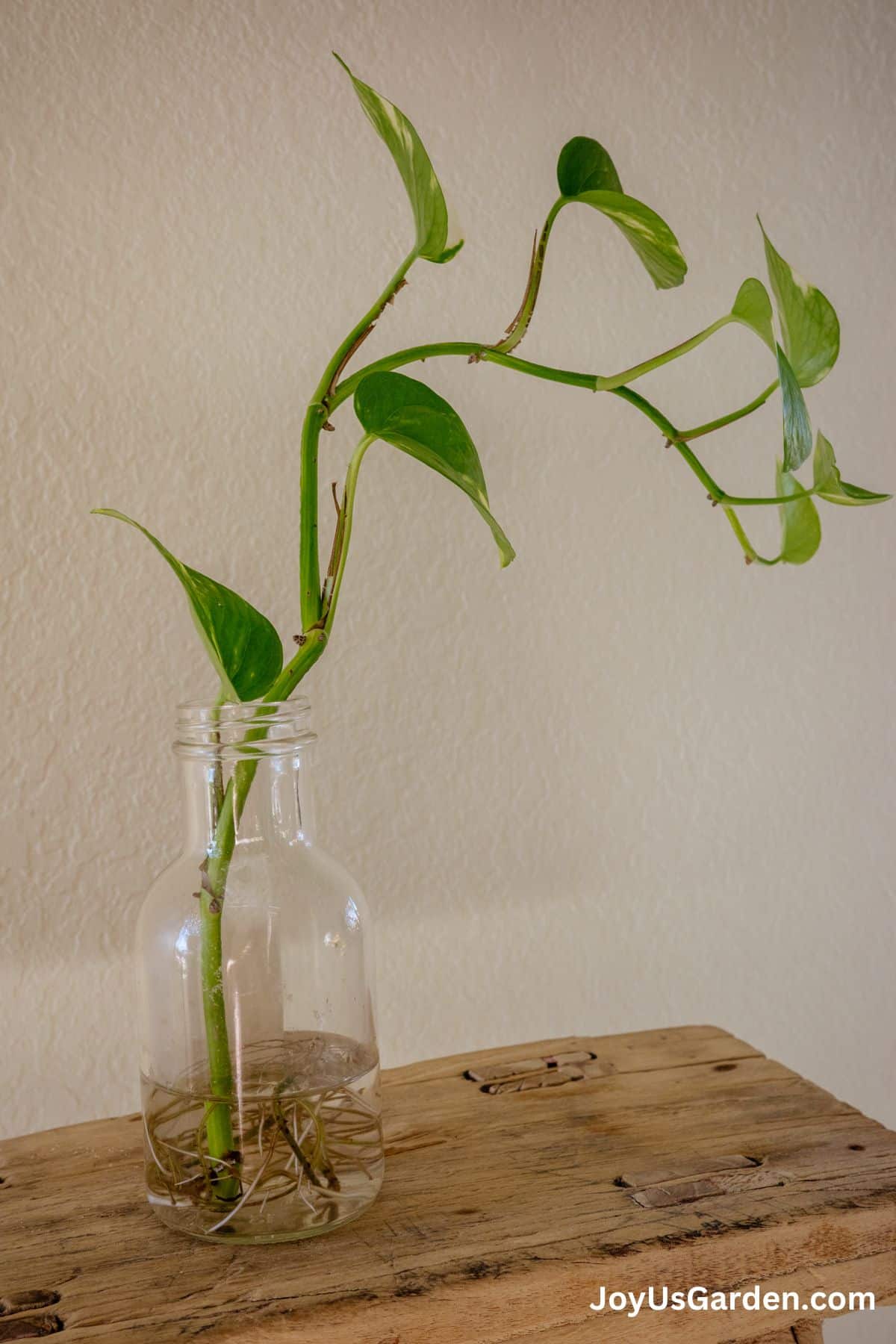 Golden Pothos in a clear glass on wooden step stoolwith new roots emerging. 
